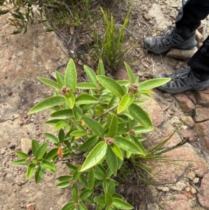 Pomaderris ferruginea at Boolijah, NSW - 23 Apr 2023