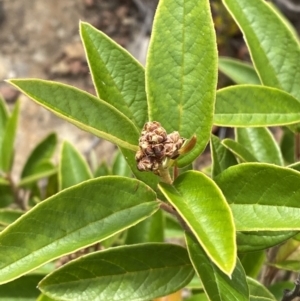 Pomaderris ferruginea at Boolijah, NSW - 23 Apr 2023