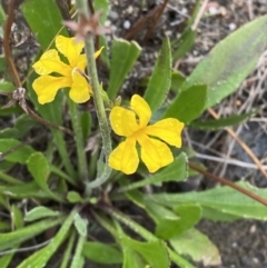 Goodenia bellidifolia subsp. bellidifolia (Daisy Goodenia) at Boolijah, NSW - 23 Apr 2023 by Tapirlord