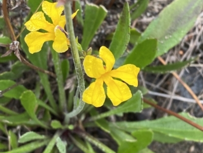 Goodenia bellidifolia subsp. bellidifolia (Daisy Goodenia) at Boolijah, NSW - 23 Apr 2023 by Tapirlord