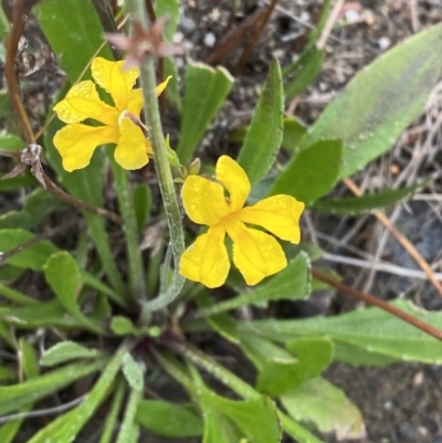 Goodenia bellidifolia subsp. bellidifolia (Daisy Goodenia) at Morton National Park - 23 Apr 2023 by Tapirlord