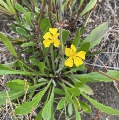 Goodenia bellidifolia subsp. bellidifolia at Boolijah, NSW - 23 Apr 2023