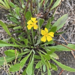 Goodenia bellidifolia subsp. bellidifolia at Boolijah, NSW - 23 Apr 2023