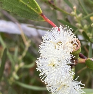 Eucalyptus stricta at Morton National Park - 23 Apr 2023