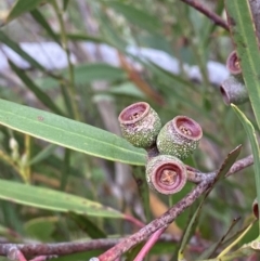 Eucalyptus stricta at Morton National Park - 23 Apr 2023