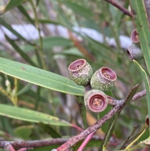 Eucalyptus stricta at Morton National Park - 23 Apr 2023 11:28 AM