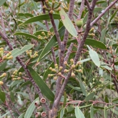 Eucalyptus stricta at Boolijah, NSW - 23 Apr 2023
