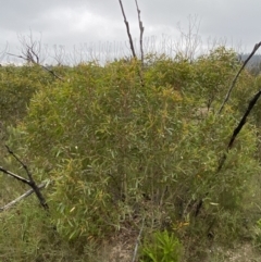 Eucalyptus stricta at Morton National Park - 23 Apr 2023 11:28 AM