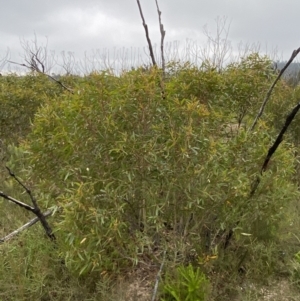 Eucalyptus stricta at Morton National Park - 23 Apr 2023 11:28 AM