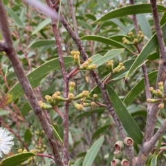 Eucalyptus stricta at Morton National Park - 23 Apr 2023