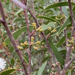 Eucalyptus stricta at Boolijah, NSW - 23 Apr 2023
