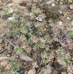 Pomax umbellata (A Pomax) at Morton National Park - 23 Apr 2023 by Tapirlord