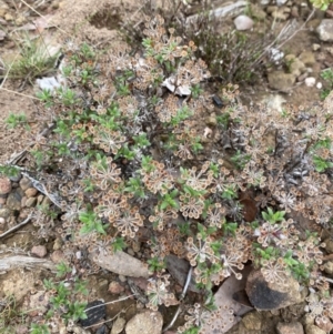 Pomax umbellata at Boolijah, NSW - 23 Apr 2023