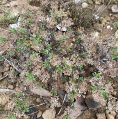 Pomax umbellata at Boolijah, NSW - 23 Apr 2023