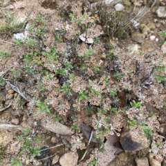 Pomax umbellata at Boolijah, NSW - 23 Apr 2023 11:22 AM