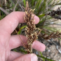 Lepidosperma concavum (Sandhill Sword-sedge) at Morton National Park - 23 Apr 2023 by Tapirlord