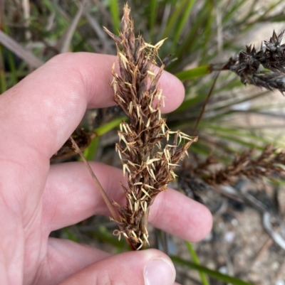 Lepidosperma concavum (Sandhill Sword-sedge) at Boolijah, NSW - 23 Apr 2023 by Tapirlord