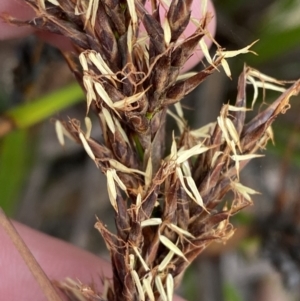 Lepidosperma concavum at Boolijah, NSW - 23 Apr 2023