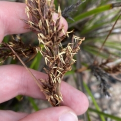 Lepidosperma concavum at Boolijah, NSW - 23 Apr 2023