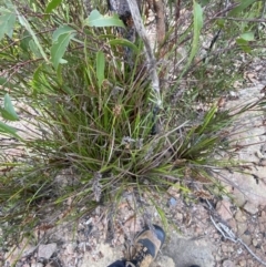 Lepidosperma concavum at Boolijah, NSW - 23 Apr 2023