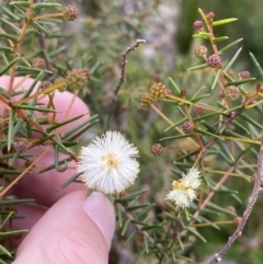 Acacia ulicifolia (Prickly Moses) at Morton National Park - 23 Apr 2023 by Tapirlord