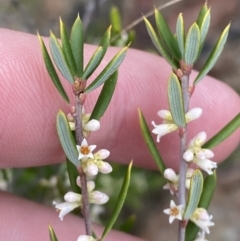 Monotoca scoparia (Broom Heath) at Morton National Park - 23 Apr 2023 by Tapirlord