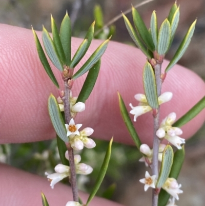 Monotoca scoparia (Broom Heath) at Morton National Park - 23 Apr 2023 by Tapirlord