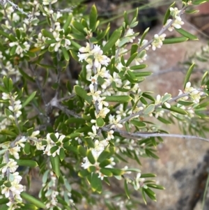 Monotoca scoparia at Boolijah, NSW - 23 Apr 2023