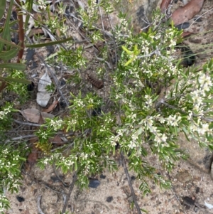 Monotoca scoparia at Boolijah, NSW - 23 Apr 2023