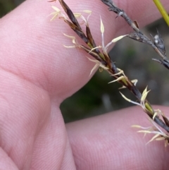 Lepidosperma urophorum (Tailed Rapier-sedge) at Morton National Park - 23 Apr 2023 by Tapirlord