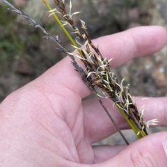 Lepidosperma urophorum at Boolijah, NSW - 23 Apr 2023