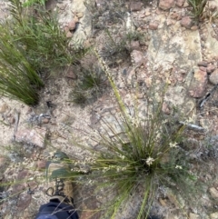 Lepidosperma urophorum at Boolijah, NSW - 23 Apr 2023