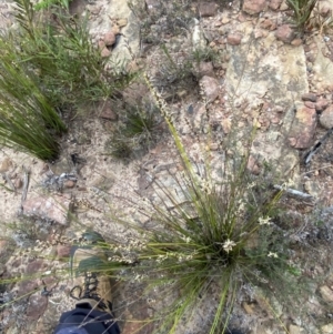 Lepidosperma urophorum at Boolijah, NSW - 23 Apr 2023