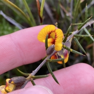 Mirbelia baueri at Boolijah, NSW - 23 Apr 2023