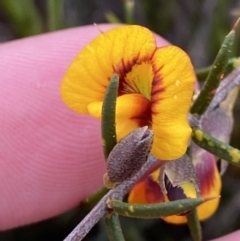 Mirbelia baueri at Boolijah, NSW - 23 Apr 2023