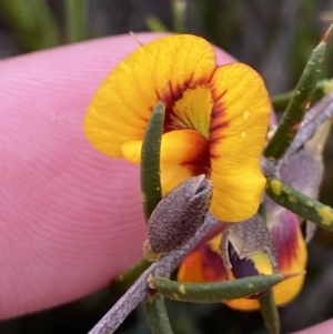 Mirbelia baueri at Boolijah, NSW - 23 Apr 2023 11:11 AM