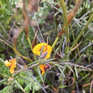 Mirbelia baueri at Boolijah, NSW - 23 Apr 2023 11:11 AM