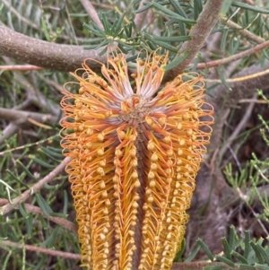 Banksia ericifolia subsp. ericifolia at Boolijah, NSW - 23 Apr 2023