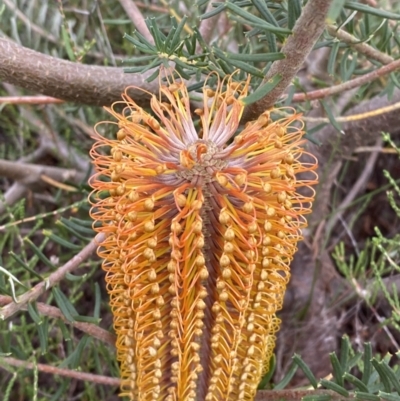 Banksia ericifolia subsp. ericifolia (Heath-leaved Banksia) at Morton National Park - 23 Apr 2023 by Tapirlord