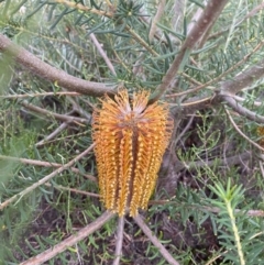 Banksia ericifolia subsp. ericifolia at Boolijah, NSW - 23 Apr 2023 11:09 AM