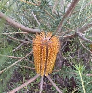 Banksia ericifolia subsp. ericifolia at Boolijah, NSW - 23 Apr 2023 11:09 AM