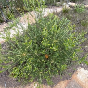 Banksia ericifolia subsp. ericifolia at Boolijah, NSW - 23 Apr 2023