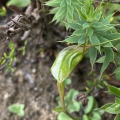 Pterostylis pedoglossa (Prawn Greenhood) at Morton National Park - 23 Apr 2023 by Tapirlord