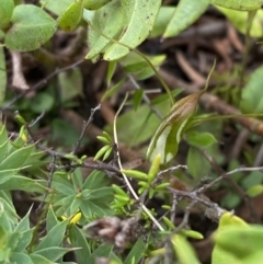 Pterostylis pedoglossa at Boolijah, NSW - suppressed