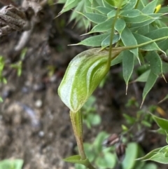 Pterostylis pedoglossa at Boolijah, NSW - 23 Apr 2023