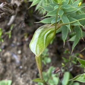 Pterostylis pedoglossa at Boolijah, NSW - 23 Apr 2023