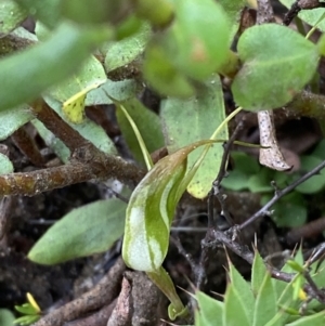 Pterostylis pedoglossa at Boolijah, NSW - 23 Apr 2023