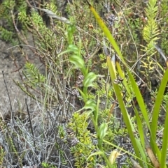 Pterostylis daintreana (Daintree's Greenhood) at Morton National Park - 23 Apr 2023 by Tapirlord