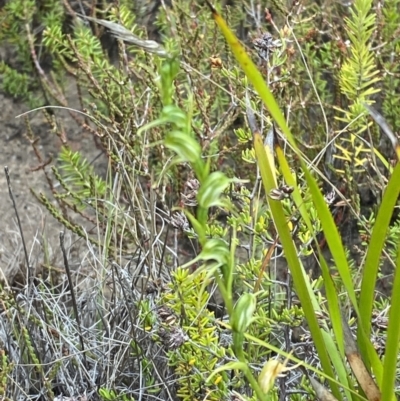 Pterostylis daintreana (Daintree's Greenhood) at Boolijah, NSW - 23 Apr 2023 by Tapirlord