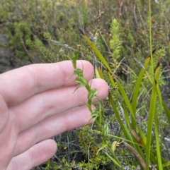 Pterostylis daintreana at Boolijah, NSW - suppressed